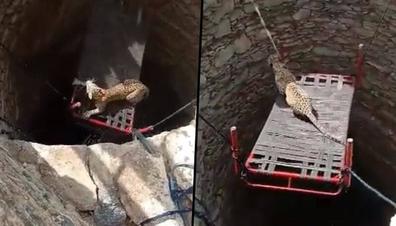 Leopard rescued from an open well; netizens demand action: watch video - gps