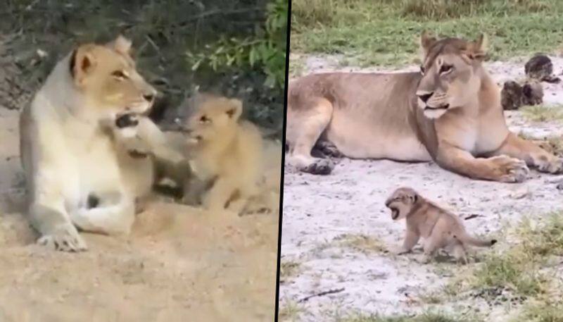 Watch: Lion cub attempts to roar, viral video steals netizen's hearts - gps