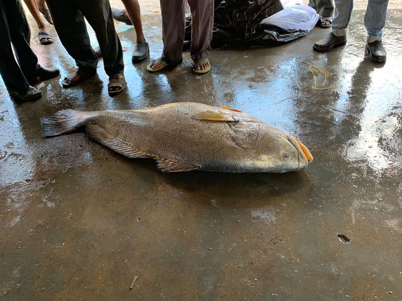 What .. is this one fish 13 lakhs .. !!! 1 kg 26 thousand. ?? So what is this .. ??? 