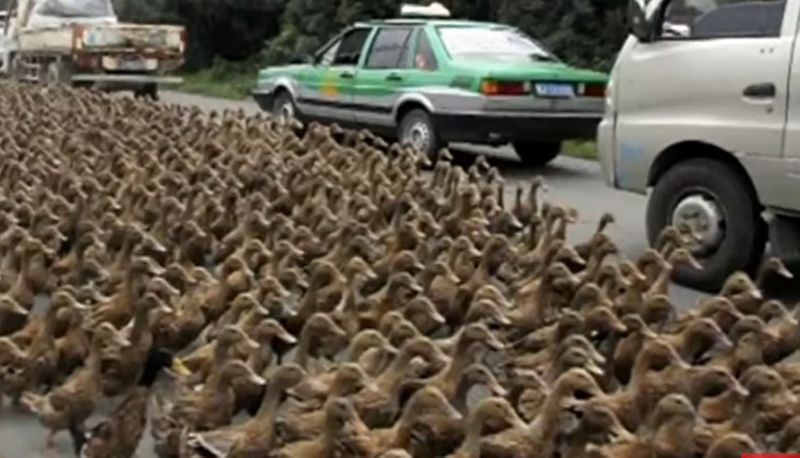 traffic Jam Security official halts traffic to escort mother duck and her babies akb