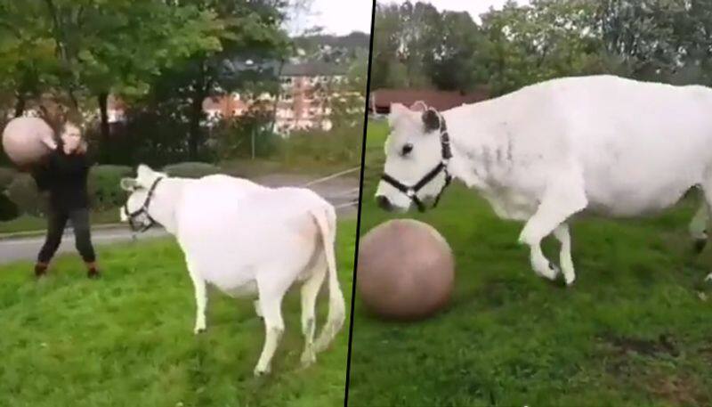 Watch: A cow playing football has been winning the hearts of netizens' hearts - gps