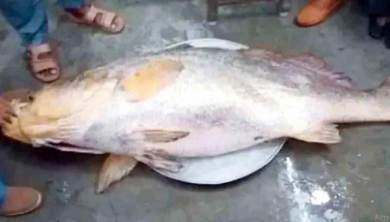 Telia Bhola Fish Sold For Rs 13 lakh In West Bengal Vin