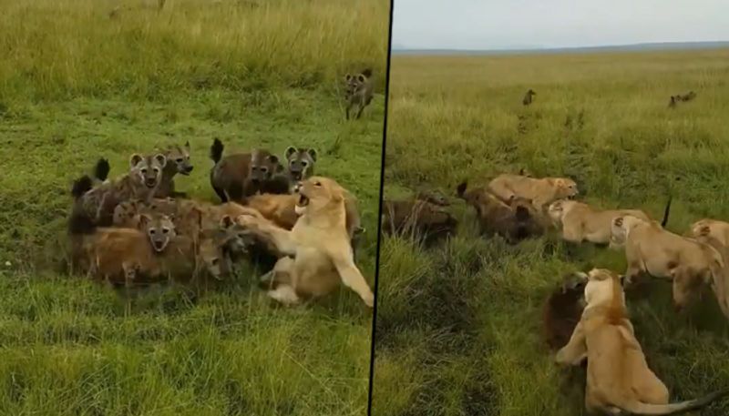 Lioness attacked by a clan of hyenas, IFS officer remembers 'school days' - gps