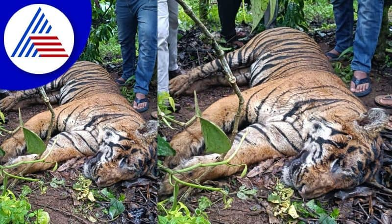 Tiger Dead Body Found At Kodagu District gvd