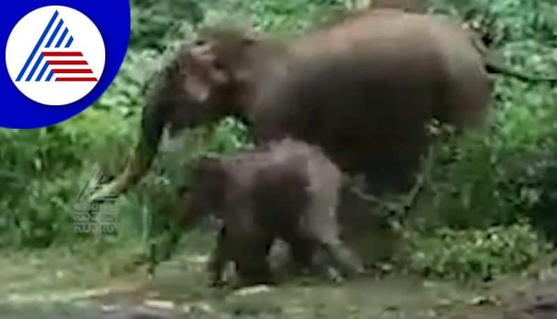 elephant crossing the road with her calf video goes viral akb