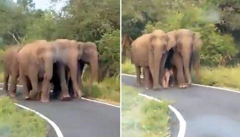 Watch Elephant herd's Z+++ security to the newborn is winning the hearts of netizens-tgy