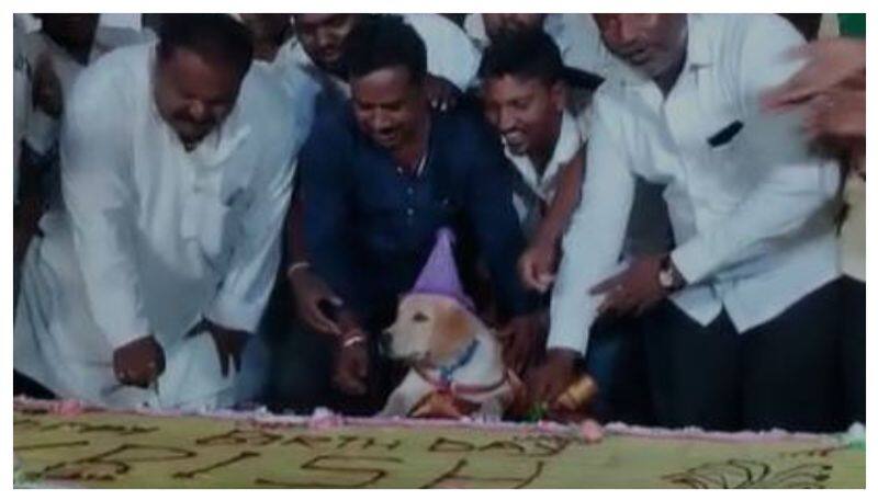 Man celebrates pet god birthday with 100kg cake 