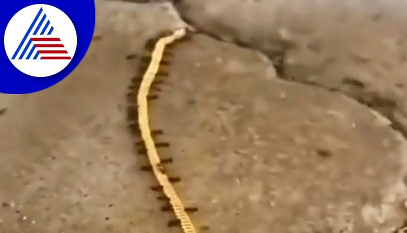 Ants Carry Gold Chain old video again goes viral in social media akb