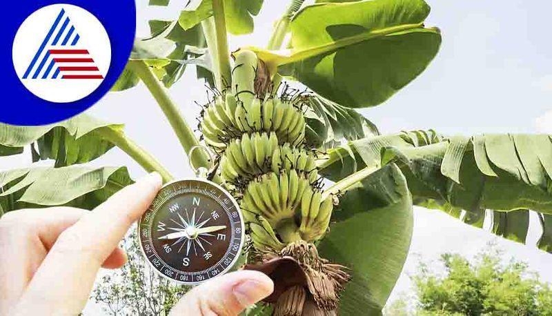 Vastu Tips For Banana Tree