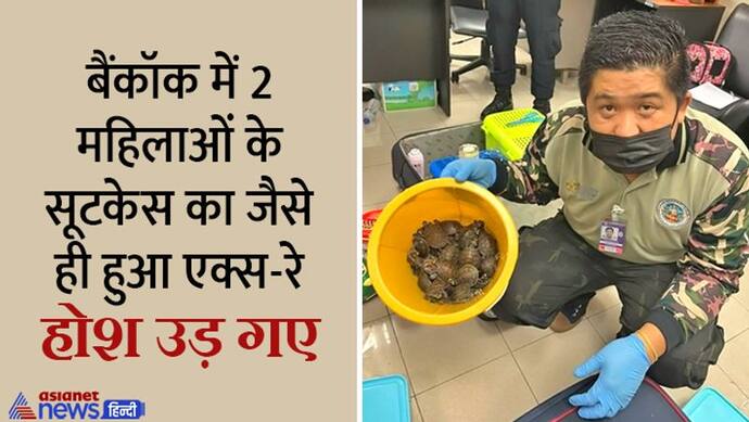  Shocking News:बैंकॉक में चेन्नई की 2 महिलाओं के सूटकेस में मिले सांप-गिरगिट जैसे 109 जंगली जानवर