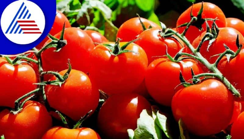 Dangerous Effects Of Consuming Tomatoes In Excess Vin