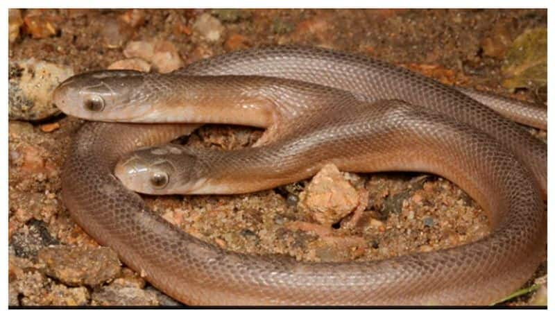 Rare Two Headed Snake Rescued In South Africa