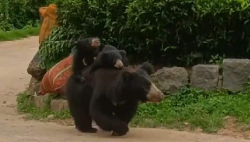 Near kotagiri a bear walking on the road carrying two cubs on its back