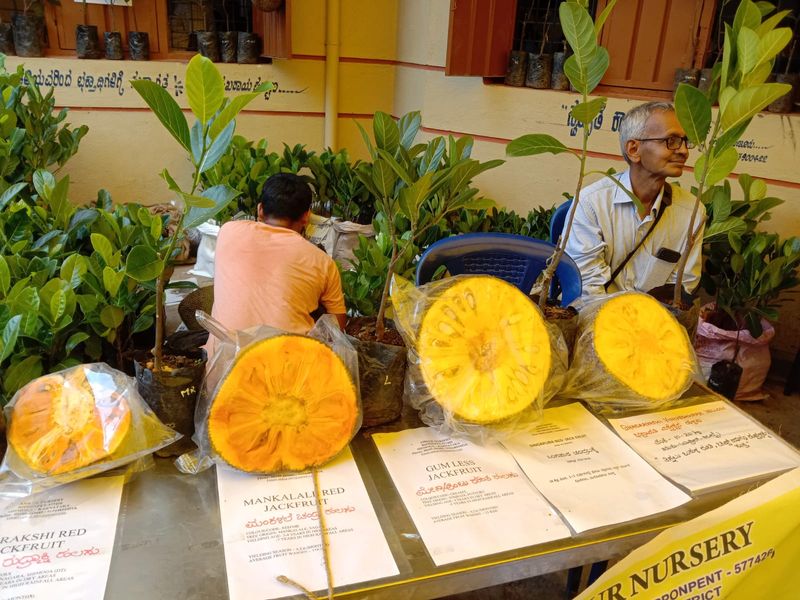 variety of Snacks for people In Chikkamagaluru jackfruit mela rbj