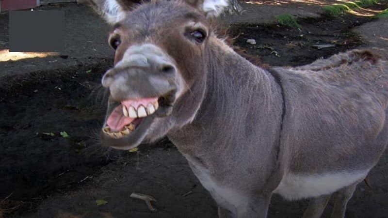 Donkey scam in Karnataka; farmer loses Rs 9.45 lakh vkp