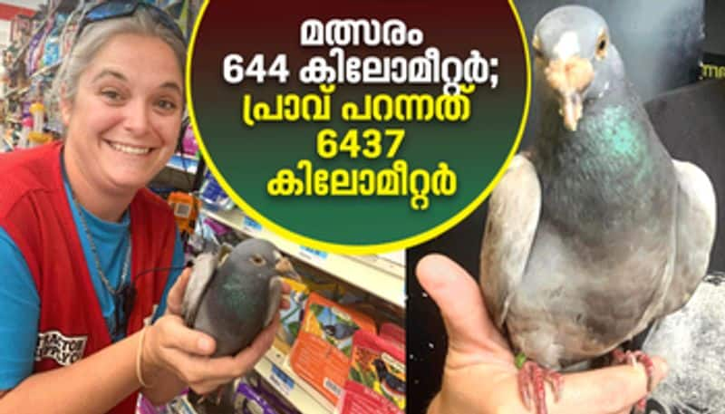  England to America pigeon Bob covered 6437 km