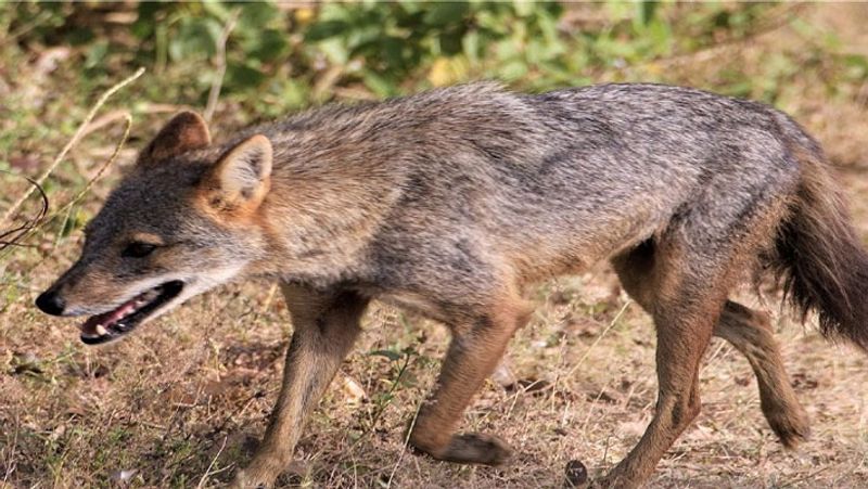 jackal which likely attacked and injured six people found dead in Pilibhit