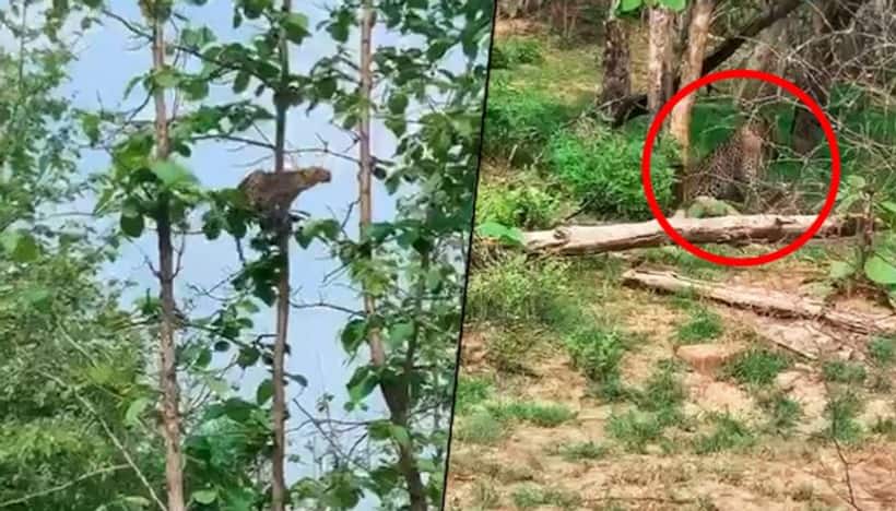 Watch: Leopard makes a rare kill of baby monkey at MP's Panna Tiger Reserve