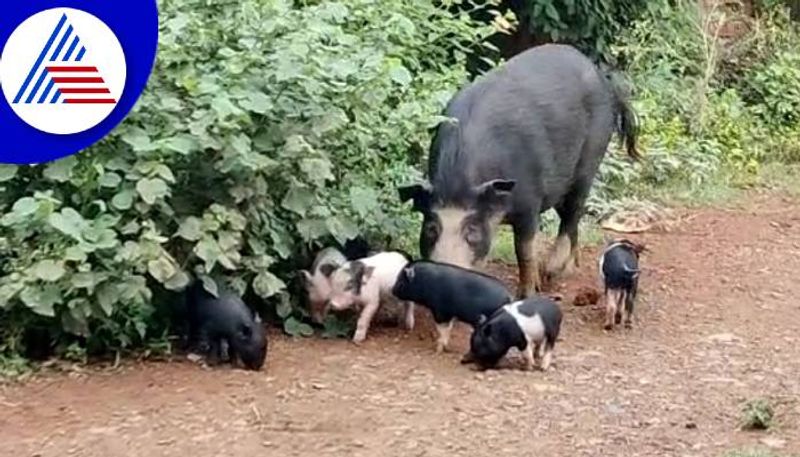 Pig Problems in Hubballi Dharwad Smart City grg