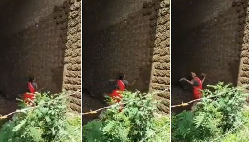 woman makes cow dung cakes on big wall video goes viral 