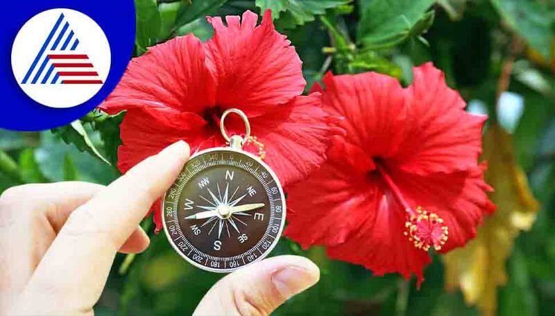 If you are troubled by financial constraints then plant a hibiscus plant in the house skr