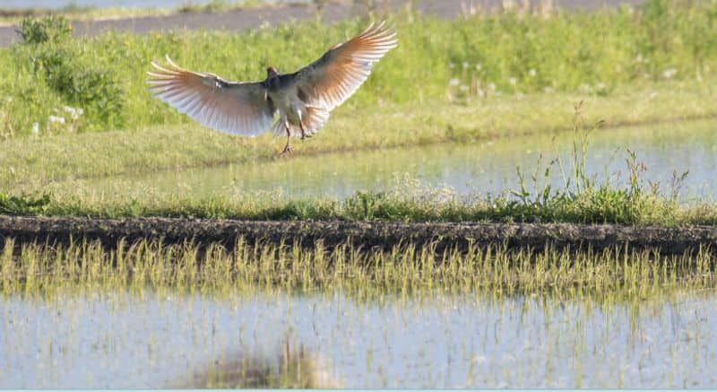 Toki bird modern phoenix of Japan