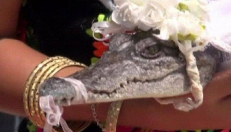 man marries alligator as part of ritual 