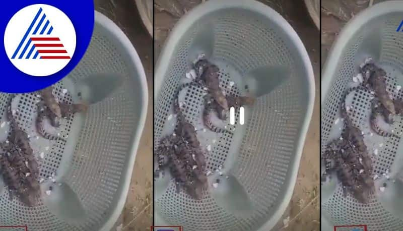 more than dozzen crocodile egg found in UP akb