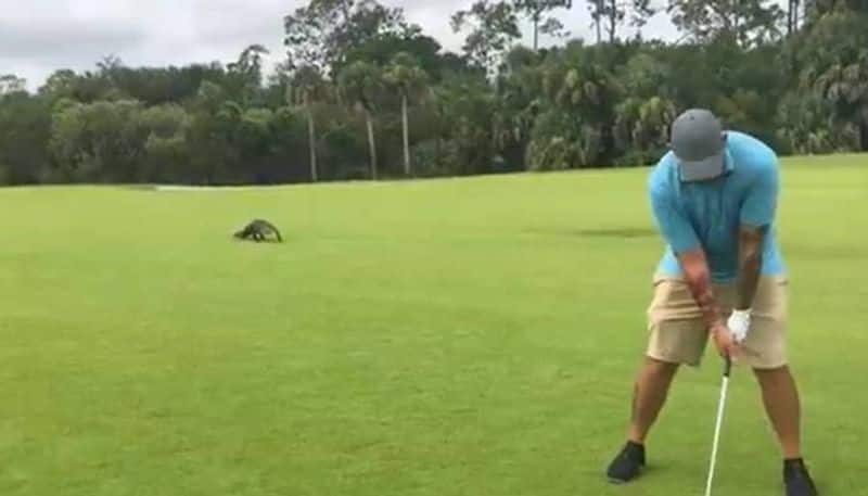 man plays golf alligator approaches video 