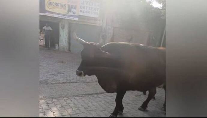 'गोवंश पकड़कर लाओ और ले जाओ 5 हजार का इनाम' जानिए आखिर क्यों ग्राम प्रधान को करना पड़ा ऐसा ऐलान