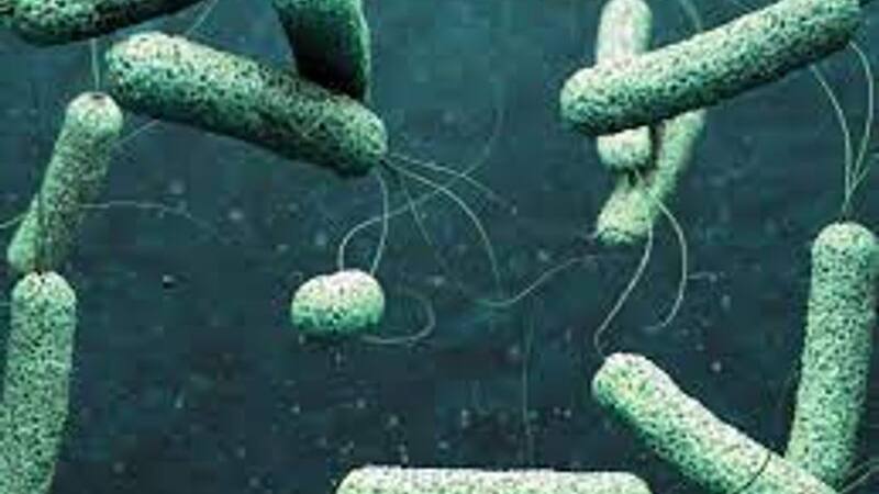 Cholera