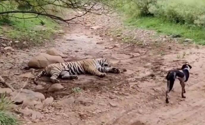 जंगल में जाओ तो चूं की आवाज भी मत करना, वरना.. ये कुत्ता भूल गया था अपनी लिमिट 