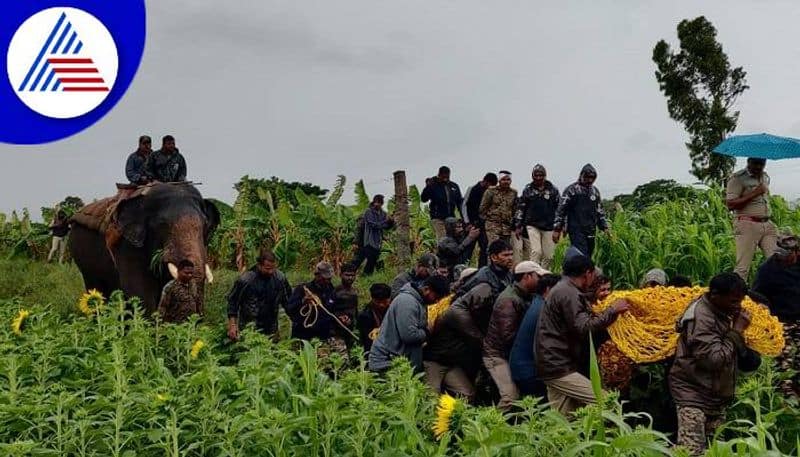 Tiger Catch to Forest Department in Chamarajanagara grg