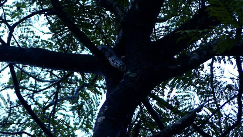 Python found in Tree at Kochi 