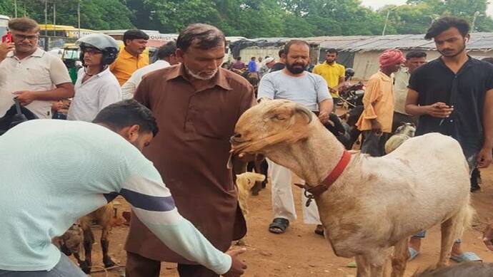 जमशेदपुर में आया 1.20 लाख रु. का बकरा, लोगों से मिलाता है हाथ 