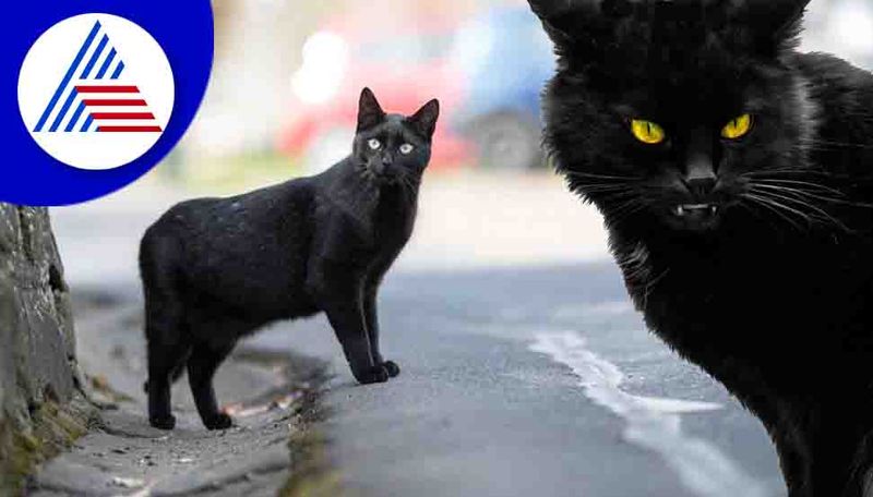 Hollywood Horror Film Tales Of Terror One Fifty Two Black Cats Audition Viral Photo roo