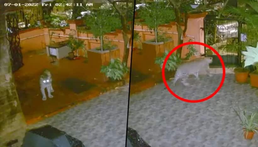 Leopard strays into a residential area in Mumbai’s Aarey colony: here’s what happened next