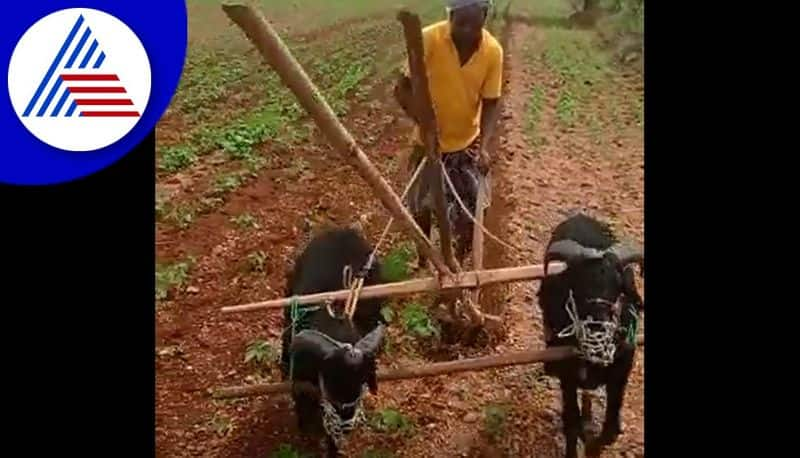 goat grooming field in Haveri akb