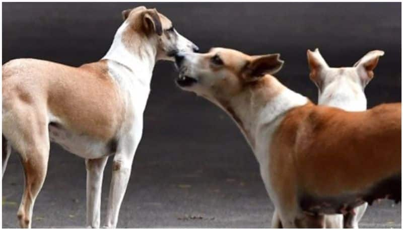 8 year old boy dies after attacked by dogs in chitradurga Karnataka ckm