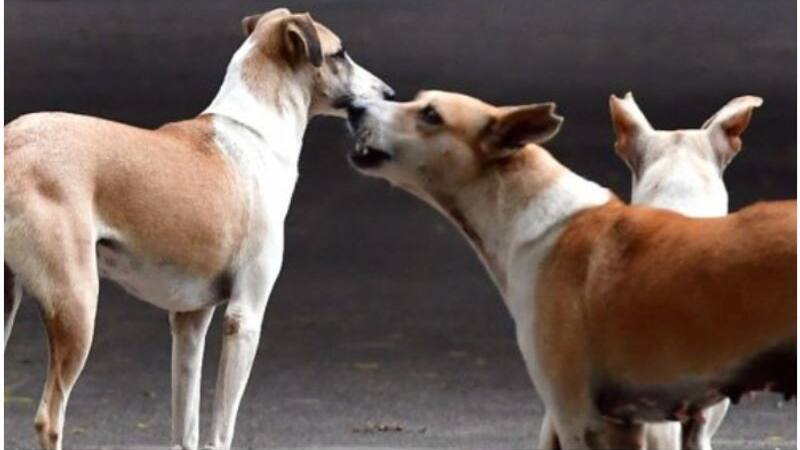 Stray dog