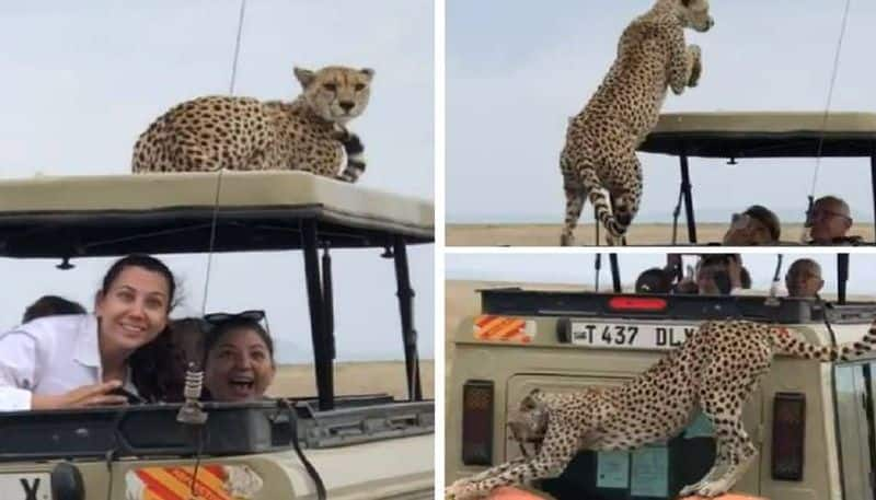 cheetah on safari vehicle 