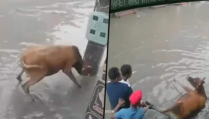 Shopkeeper rescues a cow from getting electrocuted in Punjab's Mansa: act of kindness goes viral - gps