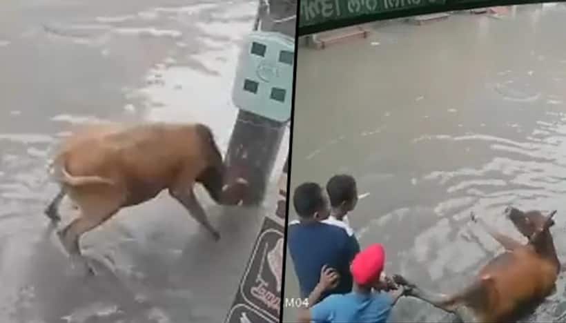 Shopkeeper rescues a cow from getting electrocuted in Punjab's Mansa: act of kindness goes viral