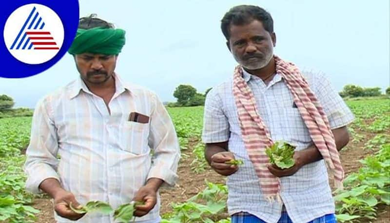 Farmers Faces Problems For No Rain in Chitradurga grg