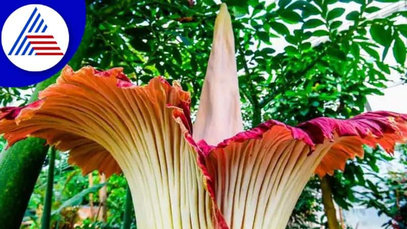 Rare Penis Flowers Bloomed In A California Garden Last Week Vin