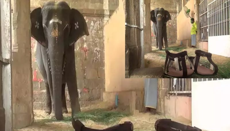 Elephant Gandhimathi from Tamil Nadu Temple got Leather Sandals Worth Rs 12,000 akb