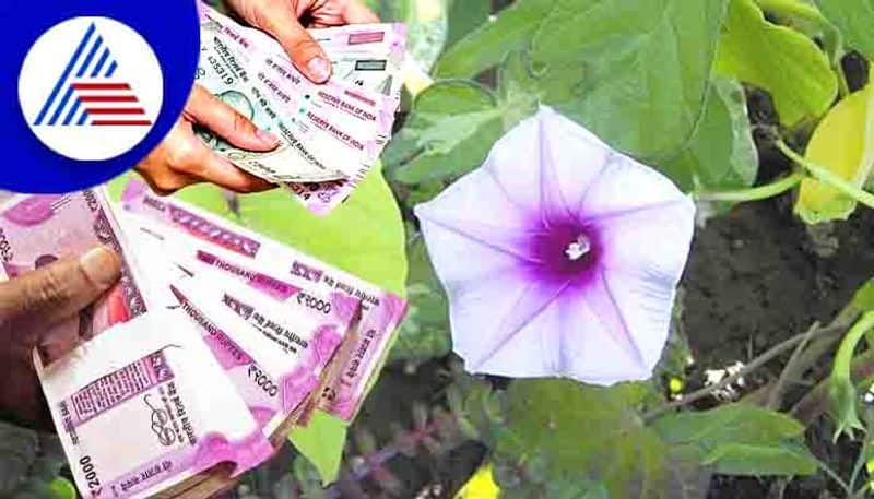 Plant this miraculous Laxmana plant in your house to become wealthy skr