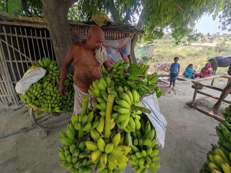  chiniya banana farmers in Bihar to give up farming