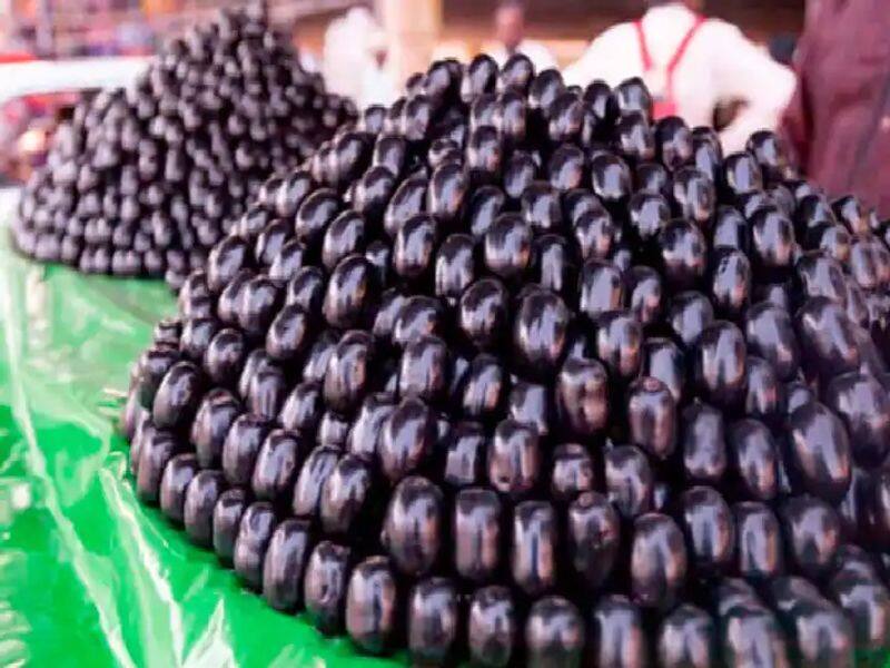 jamun fruit season begins in nilgiris