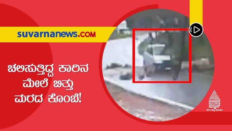 Chikkamagaluru Tree branches fell on a moving car Miraculous escape hls 